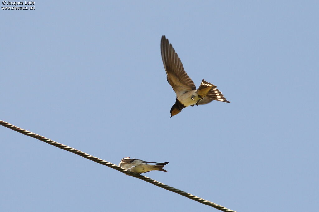 Barn Swallow