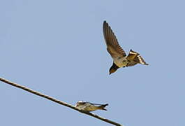 Barn Swallow