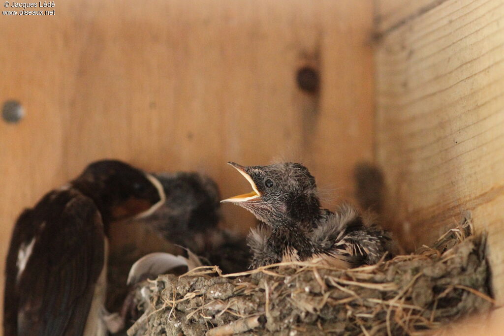 Barn Swallow