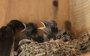 Barn Swallow