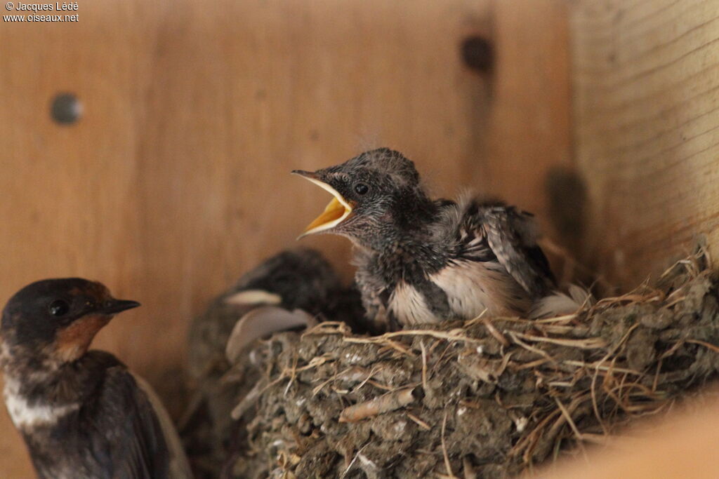 Barn Swallow