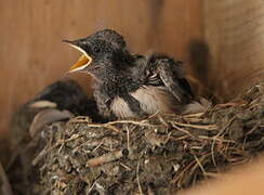 Barn Swallow