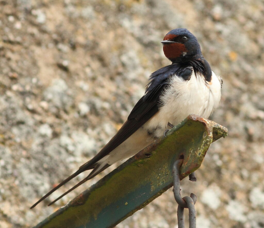 Hirondelle rustique