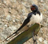 Barn Swallow