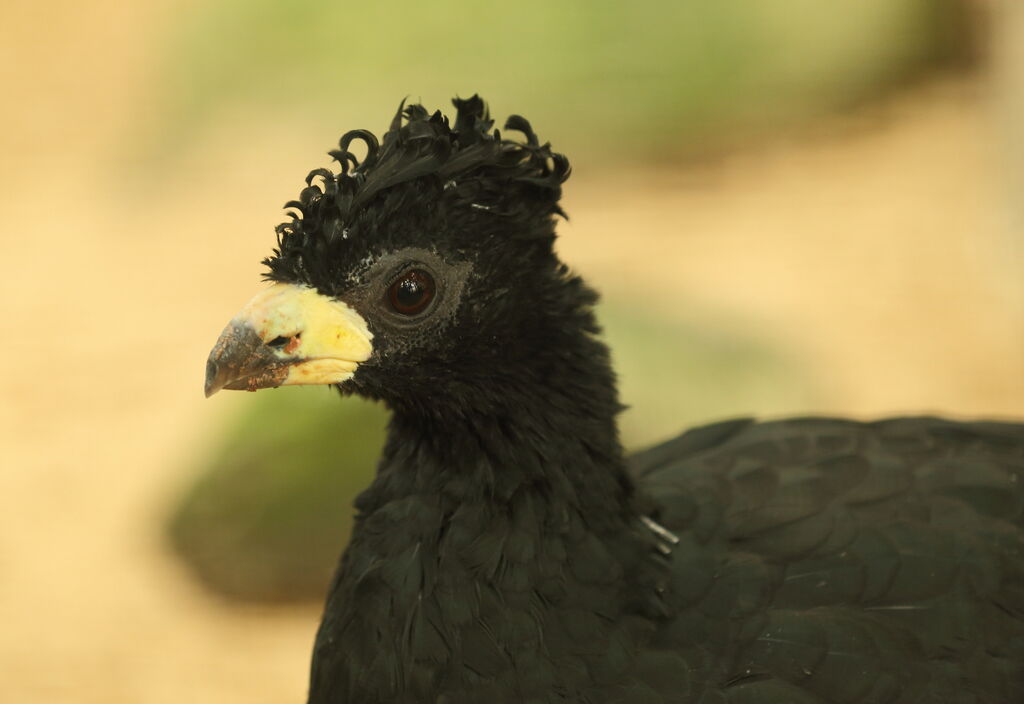 Bare-faced Curassow