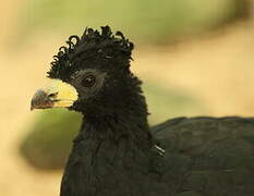 Bare-faced Curassow