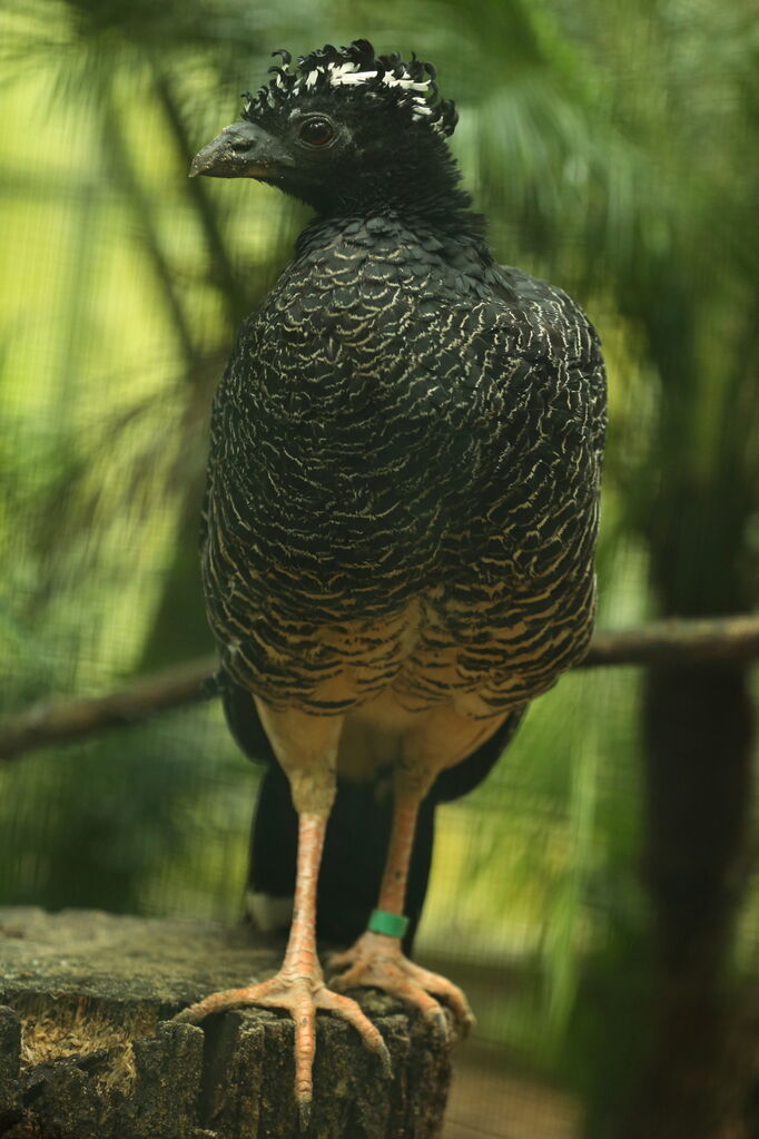 Bare-faced Curassow