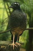 Bare-faced Curassow