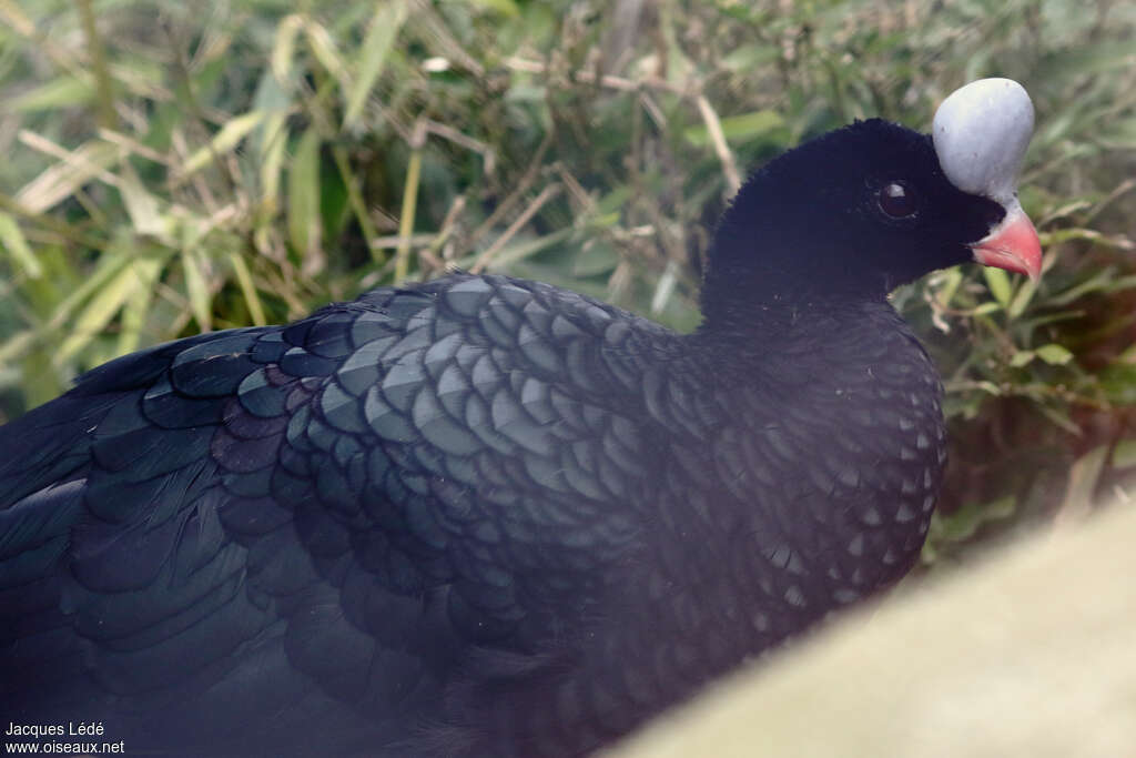 Helmeted Curassow