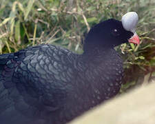 Helmeted Curassow