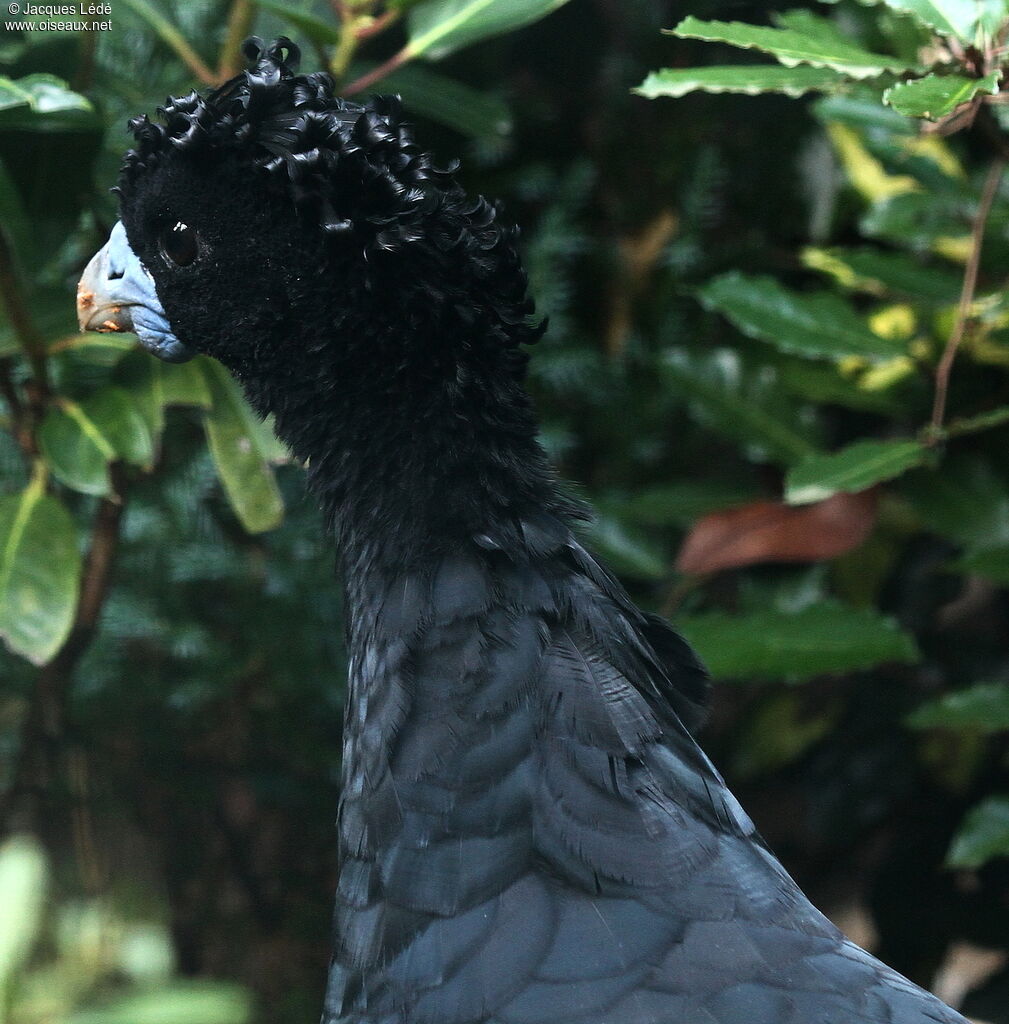 Blue-billed Curassow