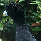 Hocco d'Albert
