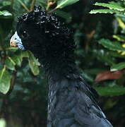 Blue-billed Curassow