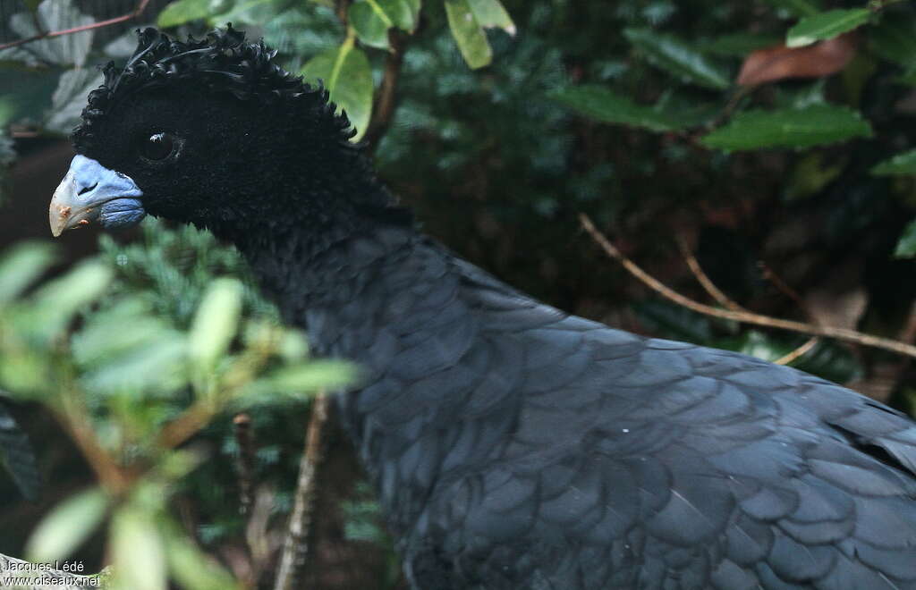 Blue-billed Curassow