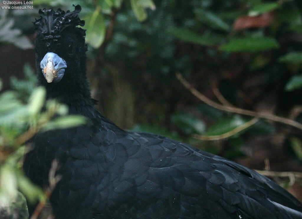 Blue-billed Curassow