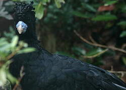 Blue-billed Curassow