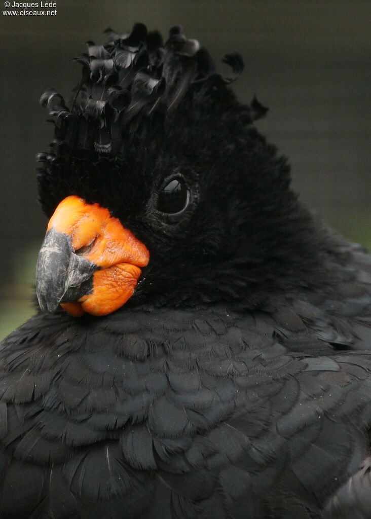 Red-billed Curassow