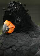 Red-billed Curassow