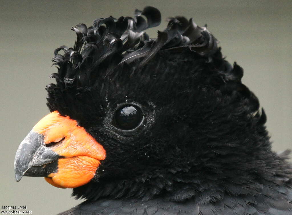 Red-billed Curassow, close-up portrait