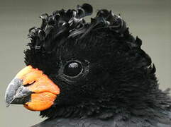 Red-billed Curassow