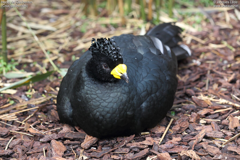 Yellow-knobbed Curassow