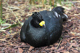 Yellow-knobbed Curassow