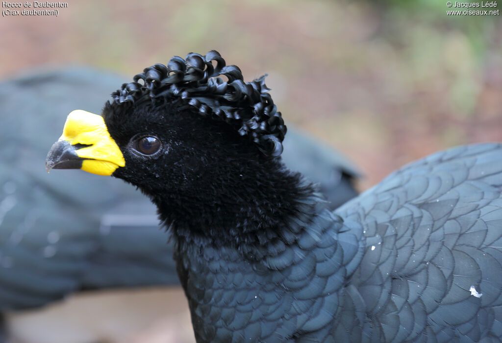 Yellow-knobbed Curassow