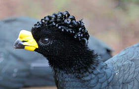 Yellow-knobbed Curassow