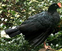 Razor-billed Curassow