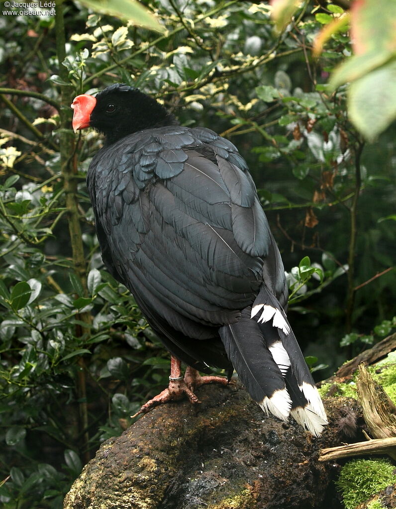 Razor-billed Curassow