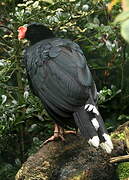 Razor-billed Curassow