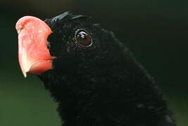 Razor-billed Curassow