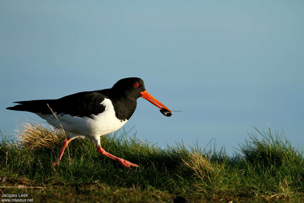 Eurasian Oystercatcheradult, feeding habits, fishing/hunting