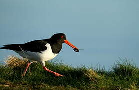 Eurasian Oystercatcher