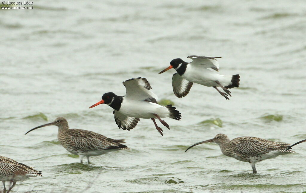 Eurasian Oystercatcher