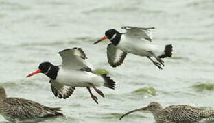 Eurasian Oystercatcher