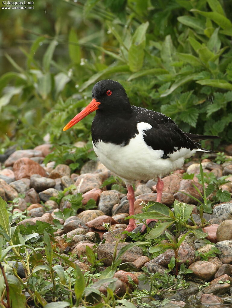 Eurasian Oystercatcher