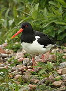 Eurasian Oystercatcher