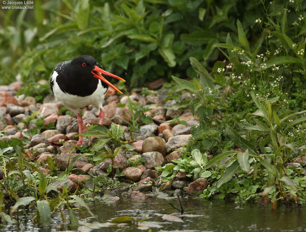 Eurasian Oystercatcher