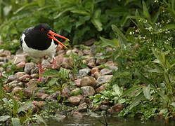 Eurasian Oystercatcher