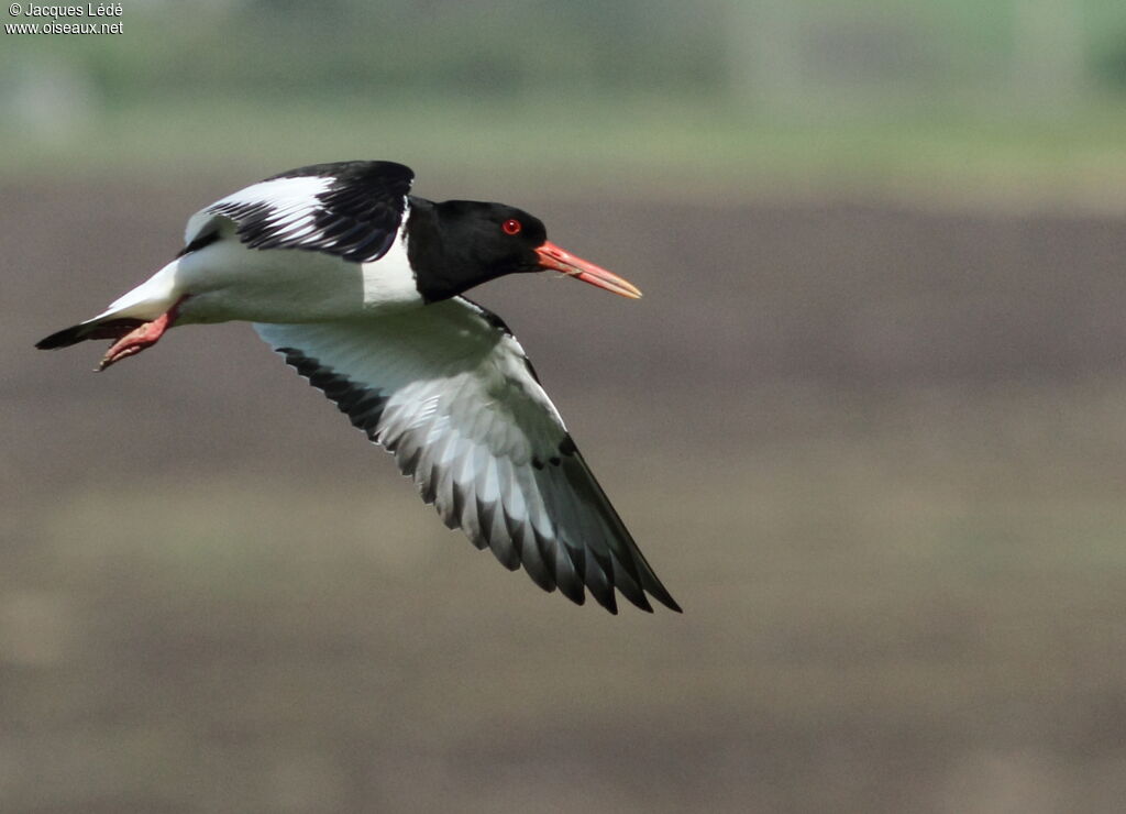 Eurasian Oystercatcher