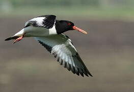 Eurasian Oystercatcher