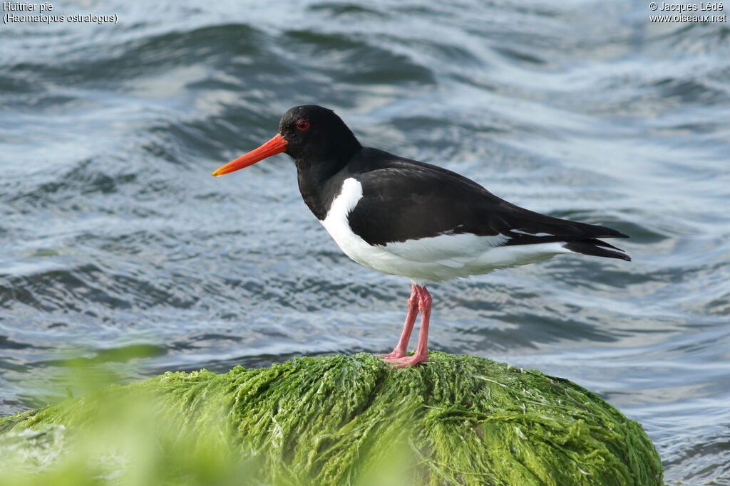 Eurasian Oystercatcher