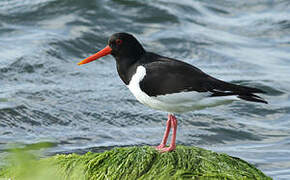 Eurasian Oystercatcher