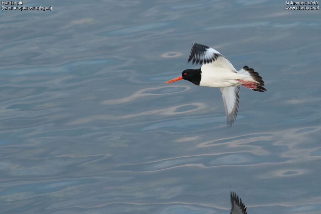 Eurasian Oystercatcher