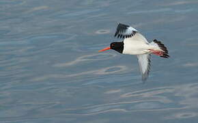 Eurasian Oystercatcher