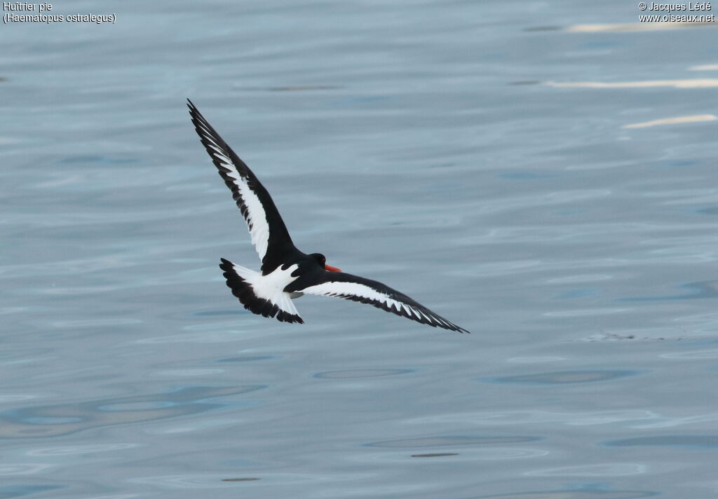 Eurasian Oystercatcher