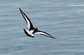 Eurasian Oystercatcher