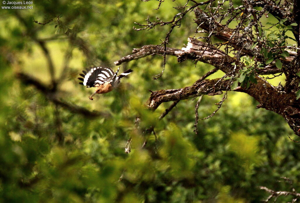 Eurasian Hoopoe