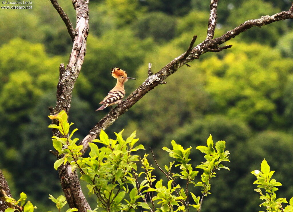 Eurasian Hoopoe